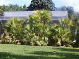 Image result for Acoelorrhaphe wrightii