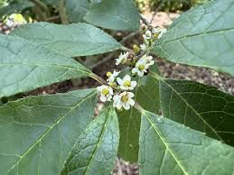 Image result for Xyris peteri