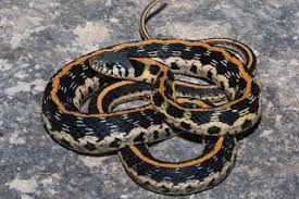 Nature S Neighbors Eastern Blacknecked Garter Snake Snake Snake Wallpaper Garter