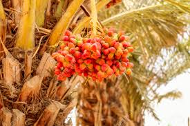 Both topping and training a fruit tree involve removing part of the canopy, but the similarity ends prune off the top of the newly planted fruit tree in late april. Dates Fruits On Tree Branch Dates On Tree Top View Of Dates Stock Photo Picture And Royalty Free Image Image 136126357
