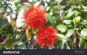Image result for Combretaceae