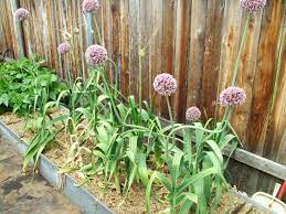 Right Side Garage Garlic Toxic Plants For Cats Edible Landscaping Flea Shampoo For Cats