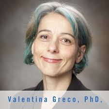 Smilow Cancer Hospital