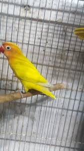 Bird And Pet Clinic Of Roseville Hours Fischer Lovebird Call 01689090909 Pet Shop Pets Love Birds