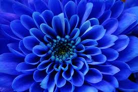 We did not find results for: Aster Flower Meaning Flower Meaning