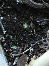 Indoor plant pests and diseases can strike at any time, replacing the glory of new unfurling leaves with yellowing ones. What Is Causing This Yellow Fungus In My Plants Soil And Should I Be Concerned Gardening Landscaping Stack Exchange