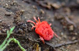 Image result for Trombicula autumnalis