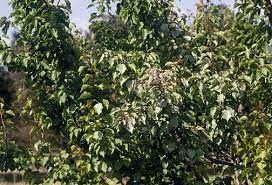 Bemisia tabaci, the silverleaf whitefly. Cherry Prunus Spp Silver Leaf Pacific Northwest Pest Management Handbooks