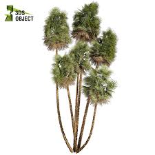 Image result for Acoelorrhaphe