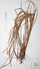 Image result for Paspalum scrobiculatum