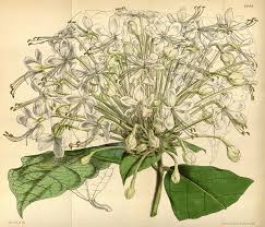 Image result for Clerodendrum capitatum