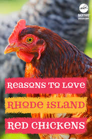 They lay exceptionally well, they're valued for their meat. 33 Best Rhode Island Red Chickens Ideas In 2021 Rhode Island Red Chickens Rhode Island Red Red Chicken