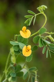 Image result for Aeschynomene leptophylla