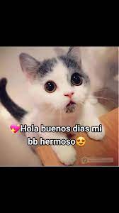 agan sus pedidos😃#parejas #amor #🤞🤞🤞 #buenosdias #gatos #gatitos #... | TikTok