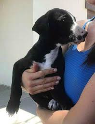 They have a slow metabolism and should be fed and. Rocco Great Dane Puppy Male For Sale In Colorado Springs Colorado Classified Americanlisted Com