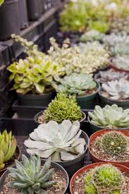 Little Italy Mercato Farmers Market In San Diego California Farmers Market Farmer Little Italy