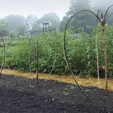 Here you may to know how to split bamboo plants. How To Split Bamboo Finegardening