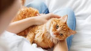 Вчені довели, що тварини позитивно впливають на здоров'я людини