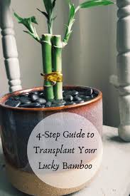 How To Transplant Your Lucky Bamboo Livin My Good Life Lucky Bamboo Plants Lucky Bamboo Bamboo Plant Care
