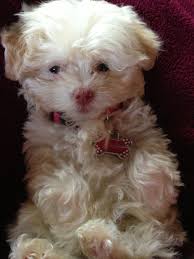 Black And White Havanese Puppy Names This Is My Havanese Puppy Named Ginger She S Precious Puppy Names Cute Animals Havanese