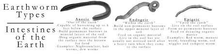 Why Worms Surface After Rain Dickinson County Conservation Board