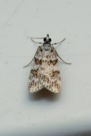 Image result for Scoparia subfusca