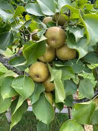 Image result for Pycreus permutatus