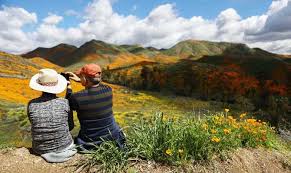 Maybe you would like to learn more about one of these? Tens Of Thousands Converge On California Poppy Apocalypse Arab News