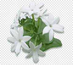 Buchen sie ihre nächste ferien online! White Jasmine Flowers Illustration Arabian Jasmine Flower Night Blooming Jasmine Vine Plant Jasmin Flower Perfume Flower Garden Png Pngegg