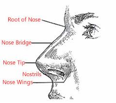 face reading nose nose tip bridge wings nostrils