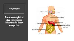 Maybe you would like to learn more about one of these? Proses Hidup Manusia Sains Darjah 4 Youtube