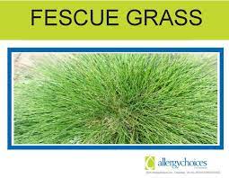 Fescue Grass Could Be Causing Your Allergy Symptoms Allergy Drops Can Help Grass Allergy Fescue Grass Grass