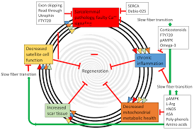 This is a table of skeletal muscles of the human anatomy. Nutrients Free Full Text Skeletal Muscle Metabolism In Duchenne And Becker Muscular Dystrophy Implications For Therapies Html