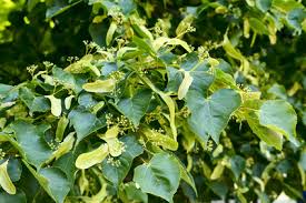 The disease is transmitted to humans via tick bites, from infected ticks of the genus ixodes. Lime Tree Tree Surgeons Essex T H Tree Services Tree Care