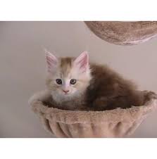 Facebook is showing information to help you better understand the purpose of a page. Kittens For Sale From Registered Cat Breeders In New South Wales Nsw