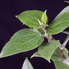 Image result for Pouzolzia guineensis