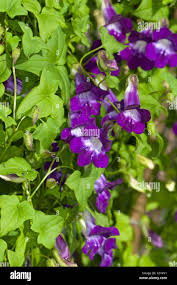 Image result for Usteria