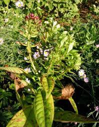 What S Wrong With My Plant Garden University Of Minnesota Extension