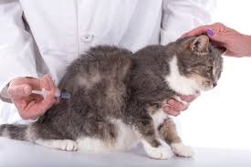 kedi veya cat rifts kusma kuru gida sari sivi beyaz kopuk ve digerleri sebepler evde tedavi