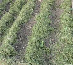 The grass will compress down and create layers which get quite dense and definitely block any you may think that composting your grass clippings (along with the weeds) is the best thing for your. Growing Potatoes Grass Clippings Mulch Marie Shallcross Flickr