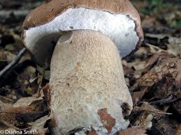 Image result for Boletus variipes