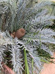 Image result for Encephalartos senticosus