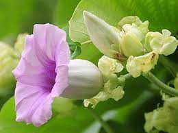 Hawaiian Baby Woodrose Is A Perennial Climbing Vine Also Known As Elephant Creeper And Woolly Morning Glo Hawaiian Baby Woodrose Hawaiian Baby Climbing Vines