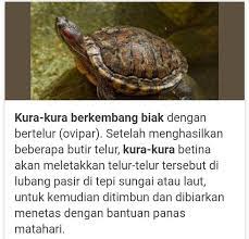 Jul 01, 2021 · hewan jenis yang satu ini juga termasuk tetrapoda, yakni hewan yang memiliki empat kaki. Bagaimana Cara Berkembang Biak Kura Kura Brainly Co Id