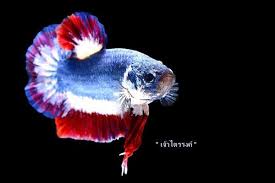 Ikan yang satu ini sempat terjual di pelelangan seharga 53.500 baht atau setara dengan rp25,2 juta. Ini Dia 7 Ikan Cupang Paling Mahal Di Indonesia Harganya Fantastis