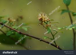 Image result for Harrisonia