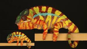 The Freaky Science Behind How Chameleons Change Color Chameleon Color Chameleon Pet Color Change