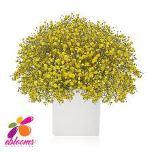 Yellow Tinted Baby S Breath Ebloomsdirect Baby S Breath Baby S Breath Is A Classic Flower Display Many Tiny Cloud Lik Babys Breath Flower Display Gypsophila
