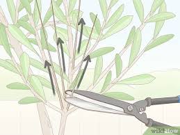 How To Prune An Olive Tree 14 Steps With Pictures Wikihow