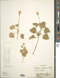 Image result for Athroisma